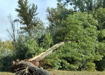 La Universidad de Salamanca ‘presume’ de biblioteca  verde