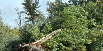 La Universidad de Salamanca ‘presume’ de biblioteca  verde