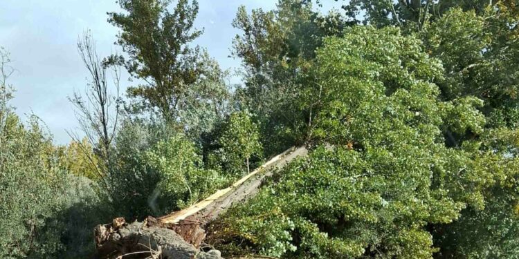 La Universidad de Salamanca ‘presume’ de biblioteca  verde