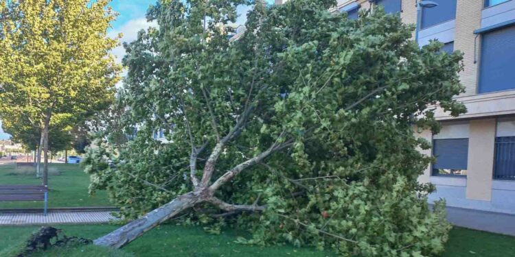 La Universidad de Salamanca ‘presume’ de biblioteca  verde