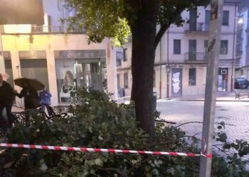 El riesgo de caída deja a la plaza del Oeste sin una docena de árboles