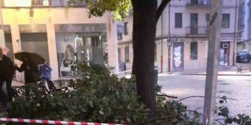 El riesgo de caída deja a la plaza del Oeste sin una docena de árboles