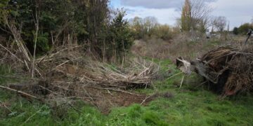 Limpieza del regato del Zurguén para retirar la maleza y los restos vegetales