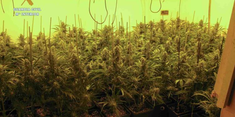 Localizada una plantación de marihuana en Miranda de Azán
