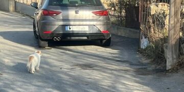 Carbajosa inicia el control de los cerca de 100 gatos en la docena de colonias felinas del municipio