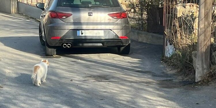 Carbajosa inicia el control de los cerca de 100 gatos en la docena de colonias felinas del municipio