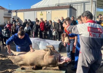 El ritual de la Matanza Típica reúne por segundo año a los vecinos de Cabrerizos en torno a un cerdo de 148 kilos