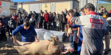 El ritual de la Matanza Típica reúne por segundo año a los vecinos de Cabrerizos en torno a un cerdo de 148 kilos