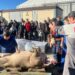 El ritual de la Matanza Típica reúne por segundo año a los vecinos de Cabrerizos en torno a un cerdo de 148 kilos