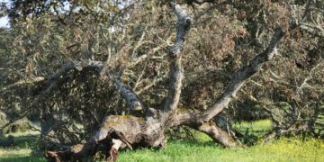 La Junta destina 750.000 euros para actuaciones contra incendios en 35 zonas de montes de Salamanca