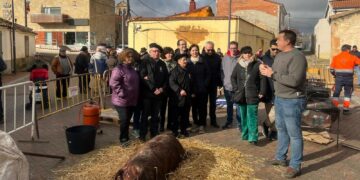 La XVII Matanza Tradicional de Doñinos reúne a los vecinos en torno al despiece del cerdo de 160 kilos