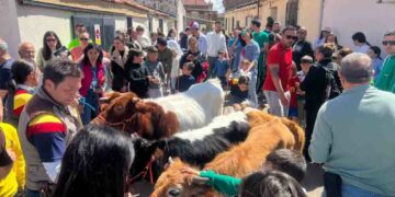 Cientos de vecinos de Doñinos participan en el novedoso encierro infantil junto a los mini cabestros