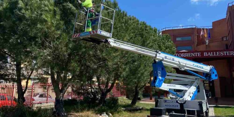 Campaña para combatir la oruga procesionaria con la retirada de bolsones y la instalación de trampas multicaptura