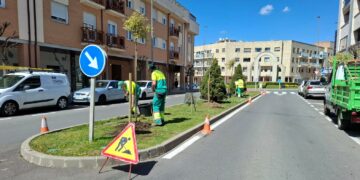 Comienza la plantación de 20 árboles en Gil de Hontañón, una de las vías más transitadas de Carbajosa