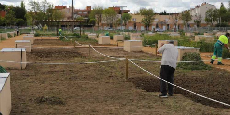Salamanca plantará más de 32.000 árboles durante el próximo otoño