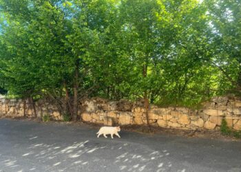 Villamayor inicia su programa de gestión y control de las 12 colonias felinas existentes en el municipio