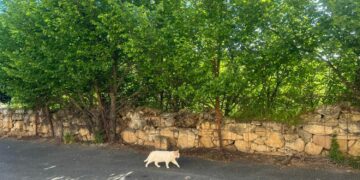 Villamayor inicia su programa de gestión y control de las 12 colonias felinas existentes en el municipio