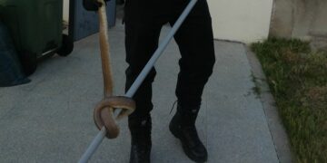 La Policía Local de Villamayor retira un bastardo de más de un metro de largo en una vivienda