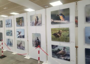 Castellanos muestra la naturaleza y la fauna autóctona de Lagunilla en una exposición fotográfica