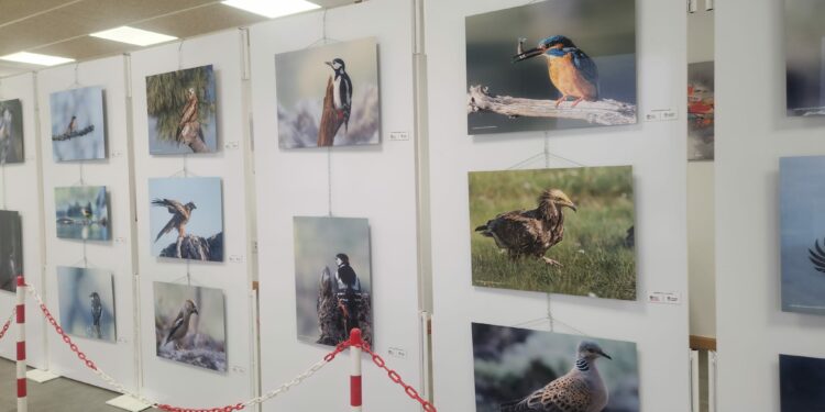 Castellanos muestra la naturaleza y la fauna autóctona de Lagunilla en una exposición fotográfica