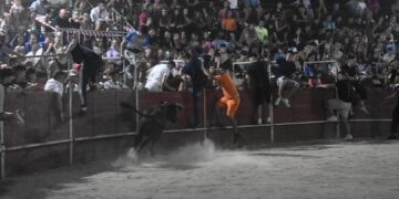 Una vaquilla desata el caos en la primera capea nocturna de Carbajosa