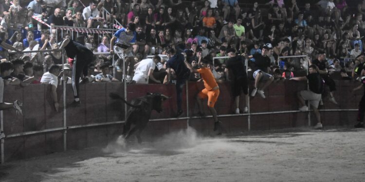 Una vaquilla desata el caos en la primera capea nocturna de Carbajosa