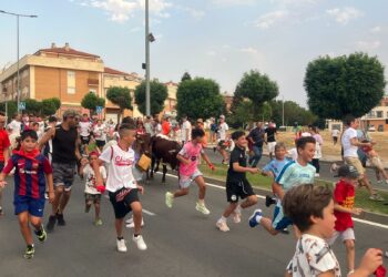 Sorpresa y expectación ante el novedoso encierro de mini bueyes en Carbajosa