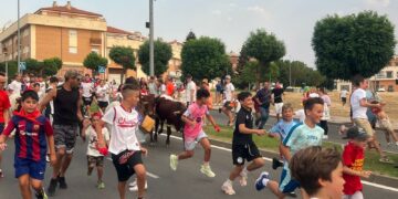 Sorpresa y expectación ante el novedoso encierro de mini bueyes en Carbajosa