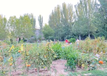 Crecen las quejas por robos en los huertos urbanos del alfoz: “Me lo han quitado prácticamente todo”