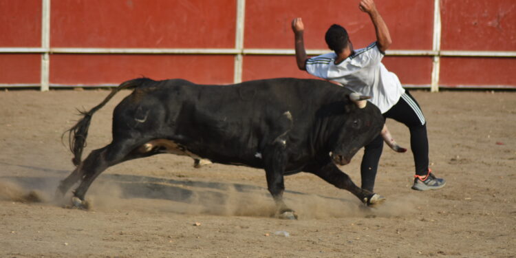 Santa Marta arranca el sábado, última jornada festiva, con ‘El Toro’ que finaliza sin incidentes