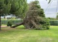 Nuevo susto en la urbanización Peñasolana por la caída de un árbol de grandes dimensiones ubicado junto a la zona deportiva y de ocio
