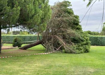Nuevo susto en la urbanización Peñasolana por la caída de un árbol de grandes dimensiones ubicado junto a la zona deportiva y de ocio