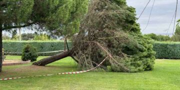 Nuevo susto en la urbanización Peñasolana por la caída de un árbol de grandes dimensiones ubicado junto a la zona deportiva y de ocio