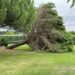 Nuevo susto en la urbanización Peñasolana por la caída de un árbol de grandes dimensiones ubicado junto a la zona deportiva y de ocio