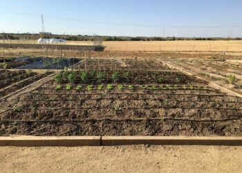 Abierto el plazo para solicitar la cesión de los huertos familiares de Castellanos hasta el día 12