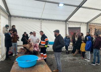 El cerdo de 180 kilos protagoniza la jornada matancera en Castellanos de Moriscos