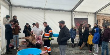 El cerdo de 180 kilos protagoniza la jornada matancera en Castellanos de Moriscos