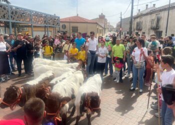 El encierro de los mini bueyes divierte a niños y mayores en la jornada festiva en Doñinos