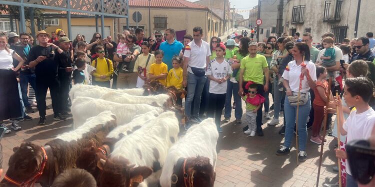 El encierro de los mini bueyes divierte a niños y mayores en la jornada festiva en Doñinos