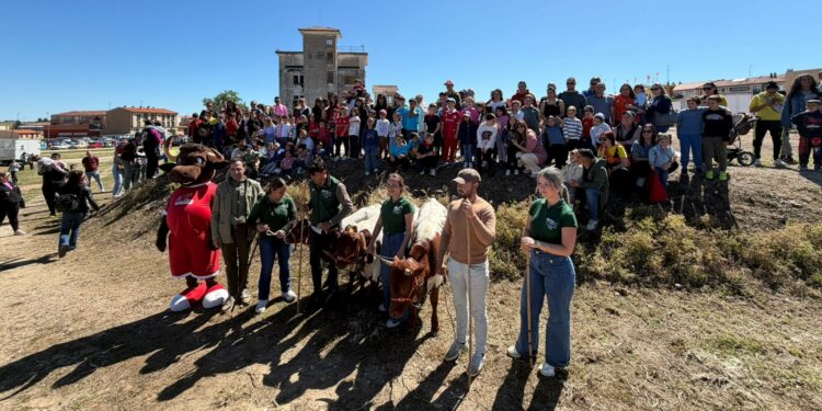 Éxito de los mini bueyes: los niños atraídos por la principal novedad de las fiestas El encierro de los mini bueyes
