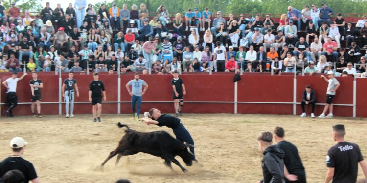 Más de 2.200 personas abarrotan la plaza de toros para disfrutar de la capea en la última tarde festiva