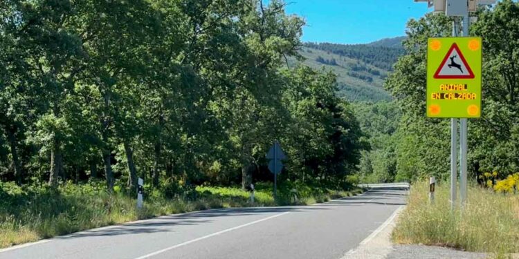 Tecnología experimental para evitar los accidentes de tráfico provocados por animales salvajes
