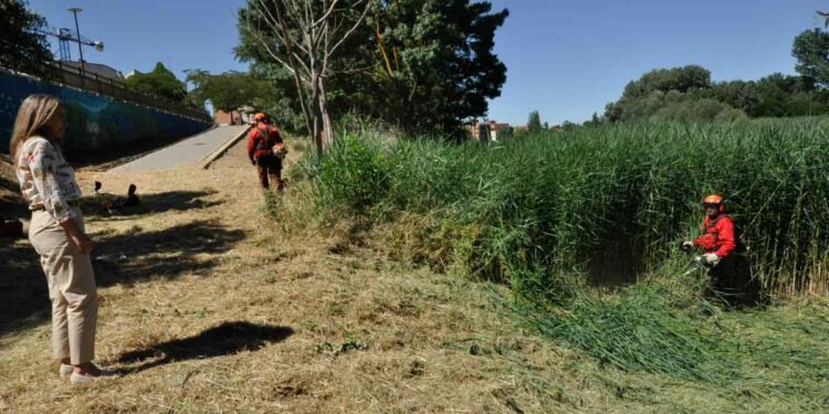 El Plan Cauces permite la limpieza, desbroce y retirada de vegetación en la margen del Tormes