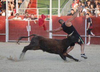 Última tarde taurina: Emoción y sustos en la capea y el desencierro de San Roque en Carbajosa