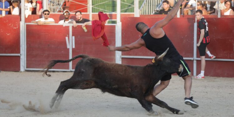 Última tarde taurina: Emoción y sustos en la capea y el desencierro de San Roque en Carbajosa