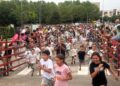 Divertido encierro de mini bueyes en Carbajosa