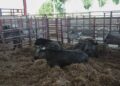 La raza Morucha se juega su futuro en Salamanca tras perder casi la mitad de sus vacas en poco más de una década
