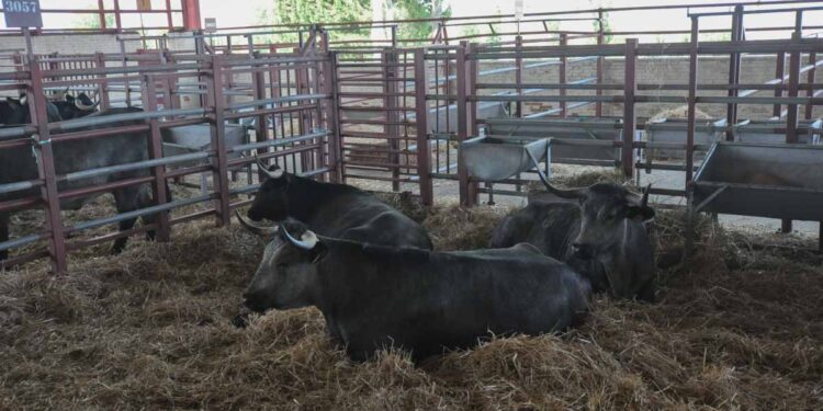 La raza Morucha se juega su futuro en Salamanca tras perder casi la mitad de sus vacas en poco más de una década