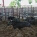 La raza Morucha se juega su futuro en Salamanca tras perder casi la mitad de sus vacas en poco más de una década