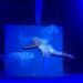 La esencia del circo llena el escenario de acrobacias y clown en el ecuador de Volatiritormes